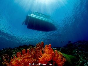 A diver just off the Yap divers boat on top of a reef in ... by Ann Donahue 